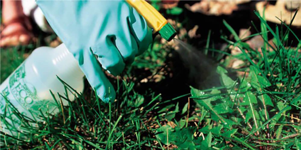 Herbicides kills weeds permanently