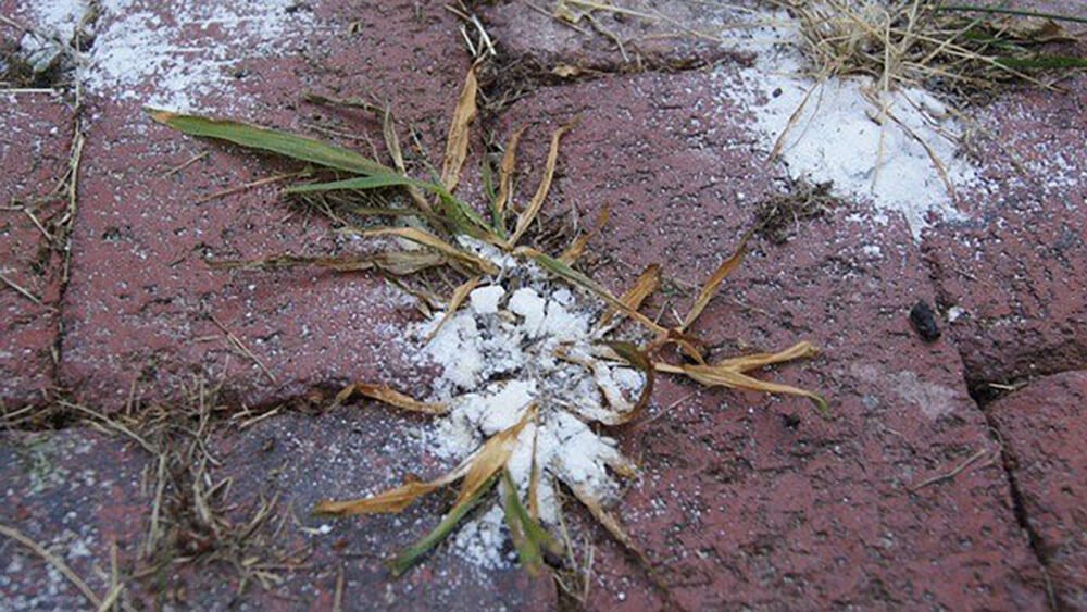 salt kills weeds permanently