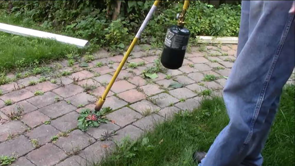 Weed torch kills weeds permanently