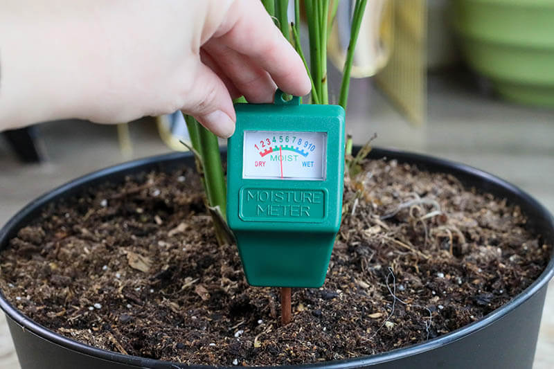 Everything You Need to Know About Plant Moisture Meter