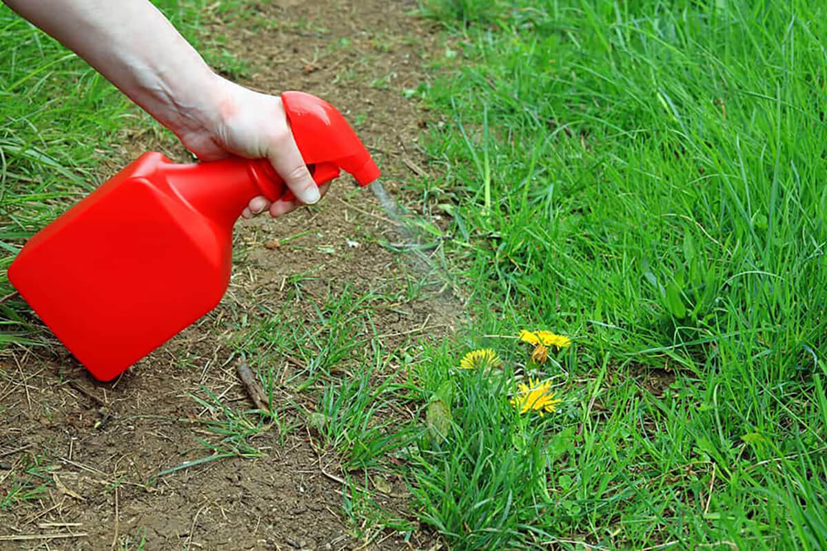 12 Different Types of Weed Killers